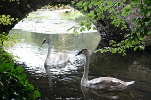 doneraile national park